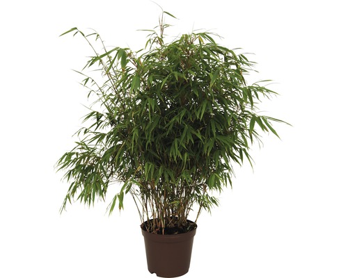 FLORASELF® Japanse bamboe "Fargesia Rufa" hoogte ca. 40-60 cm