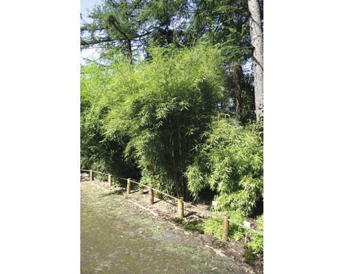 FLORASELF Bamboe Fargesia robusta Campbell potmaat Ø 26 cm H 80-100 cm