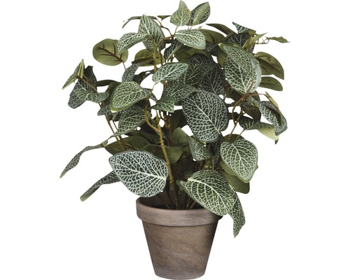 Kunstplant Fittonia 35x25 cm groen Ø11.5 cm-0