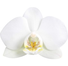 FLORASELF® Orchidee Phalaenopsis Multiflora 2-tak wit potmaat Ø 12 cm-thumb-1