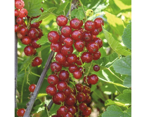 FLORASELF® Rode aalbes Ribes rubrum 'Jonkheer van Tets' potmaat Ø 10 cm