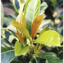 FLORASELF® Laurierkers Prunus laurocerasus 'Etna' potmaat Ø23 cm-thumb-1