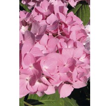 ENDLESS SUMMER Hortensia - Hydrangea 'Original Pink' potmaat Ø23 cm-thumb-1