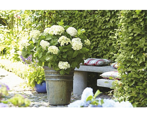 ENDLESS SUMMER Hortensia - Hydrangea 'Original White' potmaat Ø23 cm