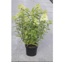FLORASELF® Hortensia Hydrangea macrophylla 'lichtgroen' potmaat Ø29 cm-thumb-0