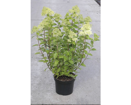 FLORASELF® Hortensia Hydrangea macrophylla 'lichtgroen' potmaat Ø29 cm-0
