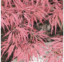 FLORASELF® Japanse esdoorn Acer palmatum 'Dissectum Garnet' potmaat Ø17 cm-thumb-0