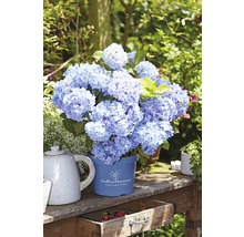 ENDLESS SUMMER Hortensia - Hydrangea 'Original Blue' potmaat Ø23 cm-thumb-0