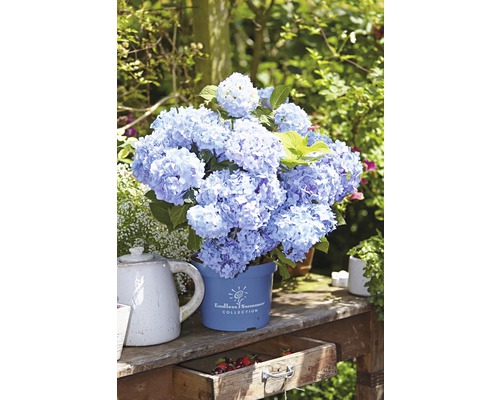 ENDLESS SUMMER Hortensia - Hydrangea 'Original Blue' potmaat Ø23 cm