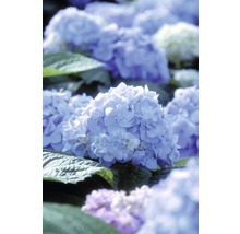 ENDLESS SUMMER Hortensia - Hydrangea 'Original Blue' potmaat Ø23 cm-thumb-1