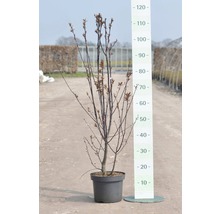 FLORASELF® Struik Prunus Cerasifera Nigra sierpruim-thumb-0