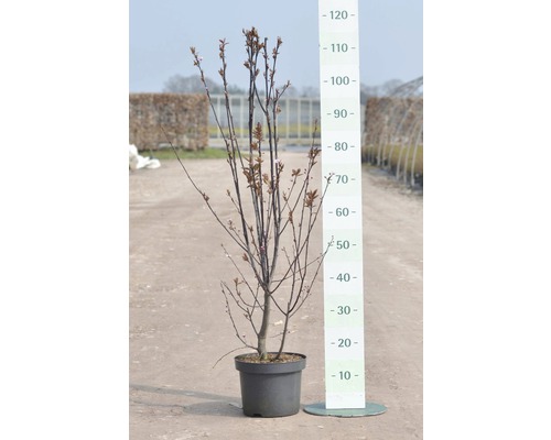 FLORASELF® Struik Prunus Cerasifera Nigra sierpruim-0