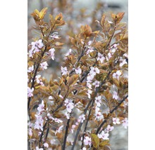 FLORASELF® Struik Prunus Cerasifera Nigra sierpruim-thumb-1