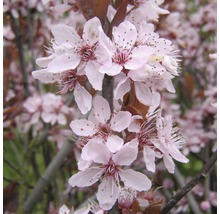 FLORASELF® Struik Prunus Cerasifera Nigra sierpruim-thumb-2