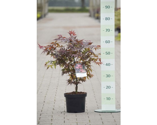FLORASELF® Japanse esdoorn Acer palmatum 'Skeeters Broom' potmaat Ø23 cm