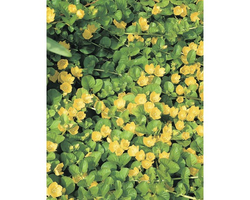 FLORASELF® Penningkruid Lysimachia Nummularia geel potmaat Ø 18 cm