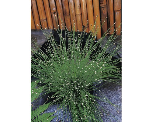 FLORASELF® Naaldgras Scirpus Cernuus bruin potmaat Ø 11 cm