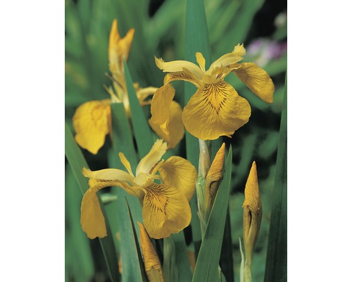 FLORASELF® Gele lis Iris Pseudacorus geel potmaat Ø 18 cm