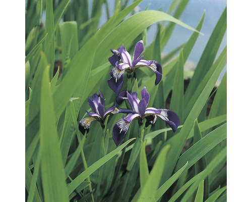 FLORASELF® Amerikaanse iris Iris Versicolor blauw potmaat Ø 18 cm