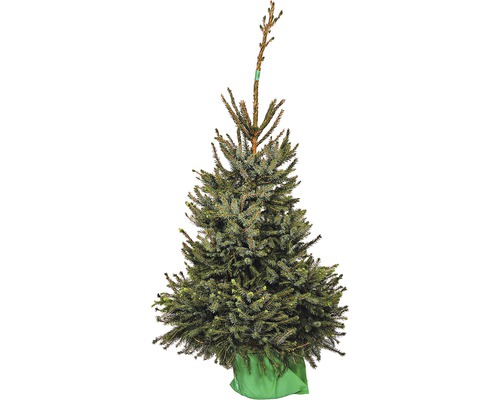 FLORASELF Kerstboom in pot, Servische spar 140-160 cm