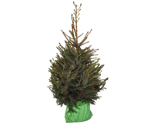 FLORASELF Kerstboom in pot, Servische spar 90 - 120 cm