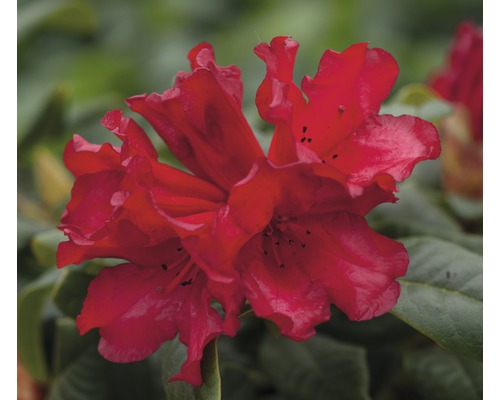 FLORASELF Azalea Rhododendron repens 'Scarlet Wonder' potmaat Ø 19 cm H 25-30 cm