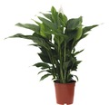 FLORASELF Lepelplant Spathiphyllum potmaat Ø 21 cm H 90-105 cm