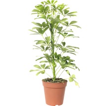 FLORASELF® Vingerboom "Schefflera Arboricola Nora" potmaat Ø 13 cm-thumb-1