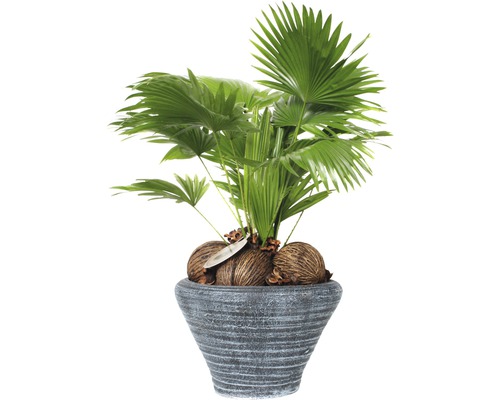 FLORASELF Waaierpalm Livistona rotundifolia in pot potmaat Ø 26 cm H 60-70 cm