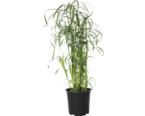 FLORASELF® Parapluplant "Cyperus Alternifolius" potmaat Ø 14 cm-0