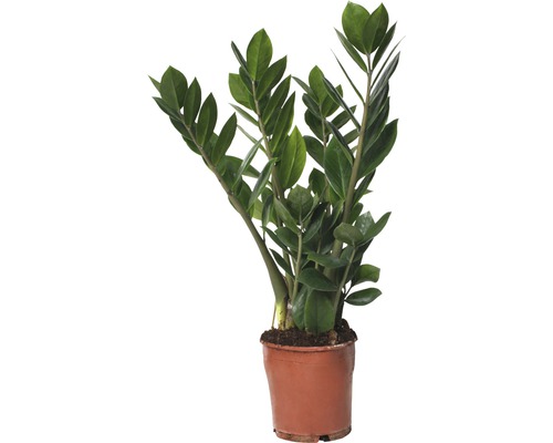 FLORASELF® Kamerplant Zamioculcas Zamiifolia potmaat Ø 13 cm