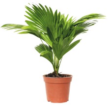 FLORASELF® Waaierpalm Livistonia rotundifolia potmaat Ø 15 cm-thumb-0