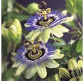 FLORASELF Klimplant passiflora caerulea 2,3 l 53-70 cm Blauw
