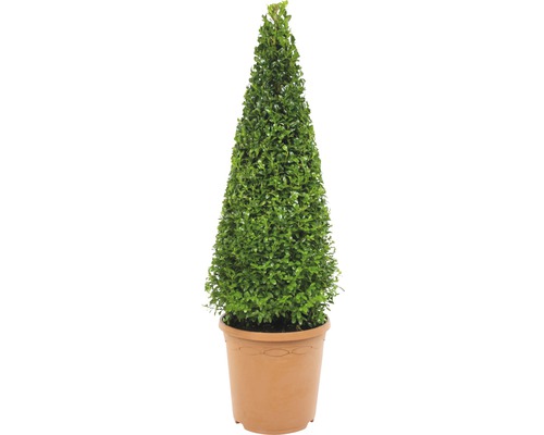 FLORASELF® Buxus boom pyramide Buxes Sempervirens 65-75 cm