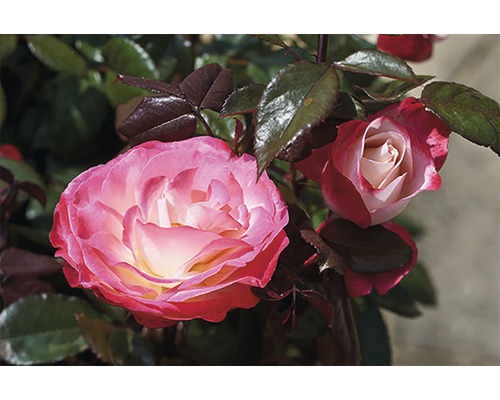 FLORASELF® Stamroos Rosa Nostalgie H60 cm rood-wit