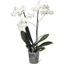 FLORASELF® Orchidee Phalaenopsis Multiflora 2-tak wit potmaat Ø 12 cm-thumb-0