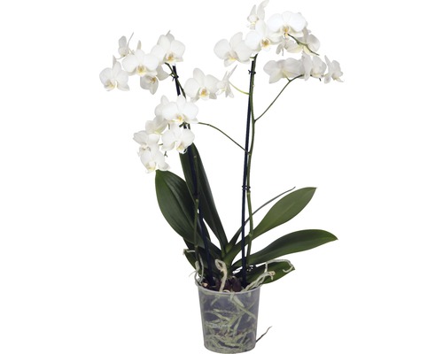 FLORASELF® Orchidee Phalaenopsis Multiflora 2-tak wit potmaat Ø 12 cm