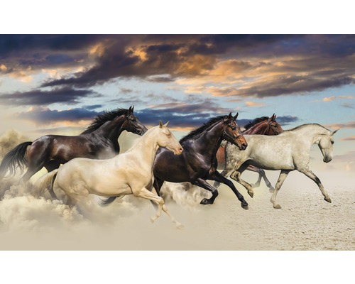 weten Verhoog jezelf Fascineren Fotobehang papier Paarden 254x184 cm kopen! | HORNBACH
