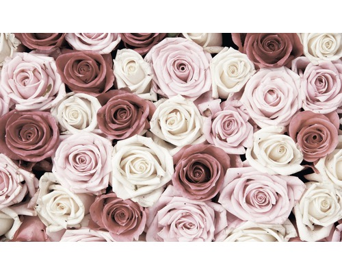 Fotobehang vlies Rozen roze 312x219 cm-0