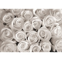 Fotobehang vlies Witte rozen 312x219 cm-thumb-0