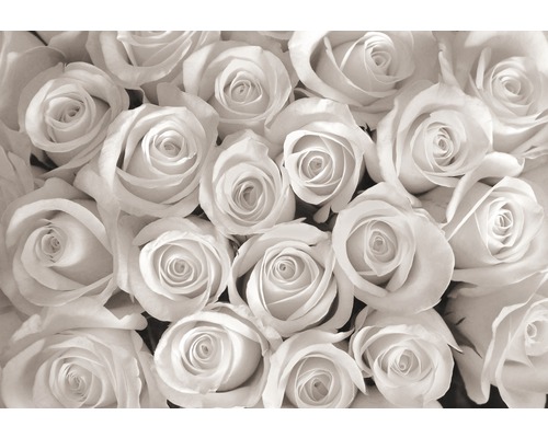 Fotobehang vlies Witte rozen 312x219 cm-0