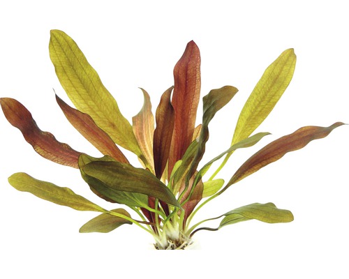 DENNERLE Rode zwaardplant - Echinodorus "Red Chameleon"