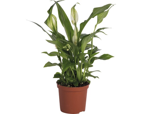 FLORASELF Lepelplant Spathiphyllum potmaat Ø 7 cm H 20-25 cm